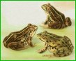 Trinity of Frogs