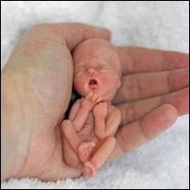 Aborted baby parts for sale