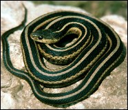 Garter snake