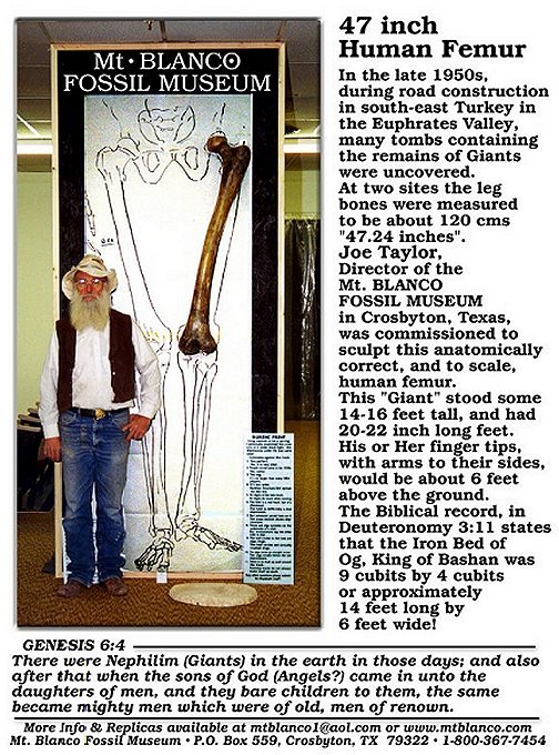 47 inch human femur