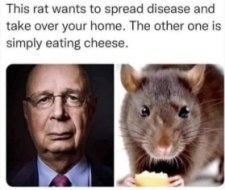 WEF rats