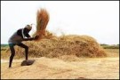 hand threshing wheat